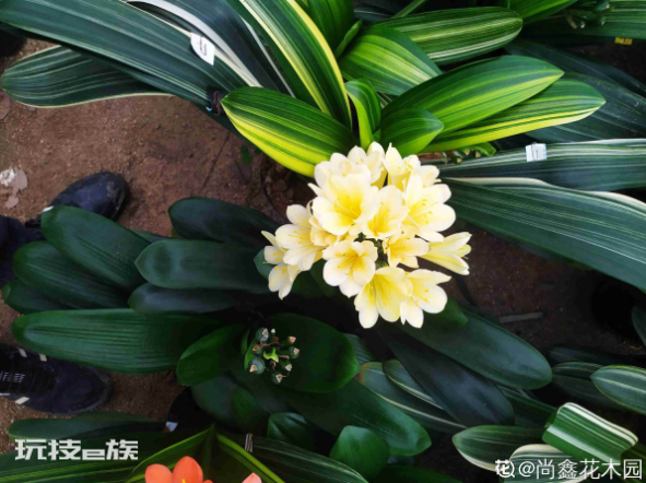什么花喜欢啤酒浇花(3种花喜欢用啤酒浇灌)-图片9
